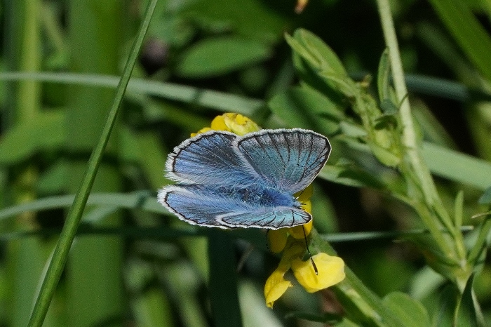 Polyommatus amandus ?  S